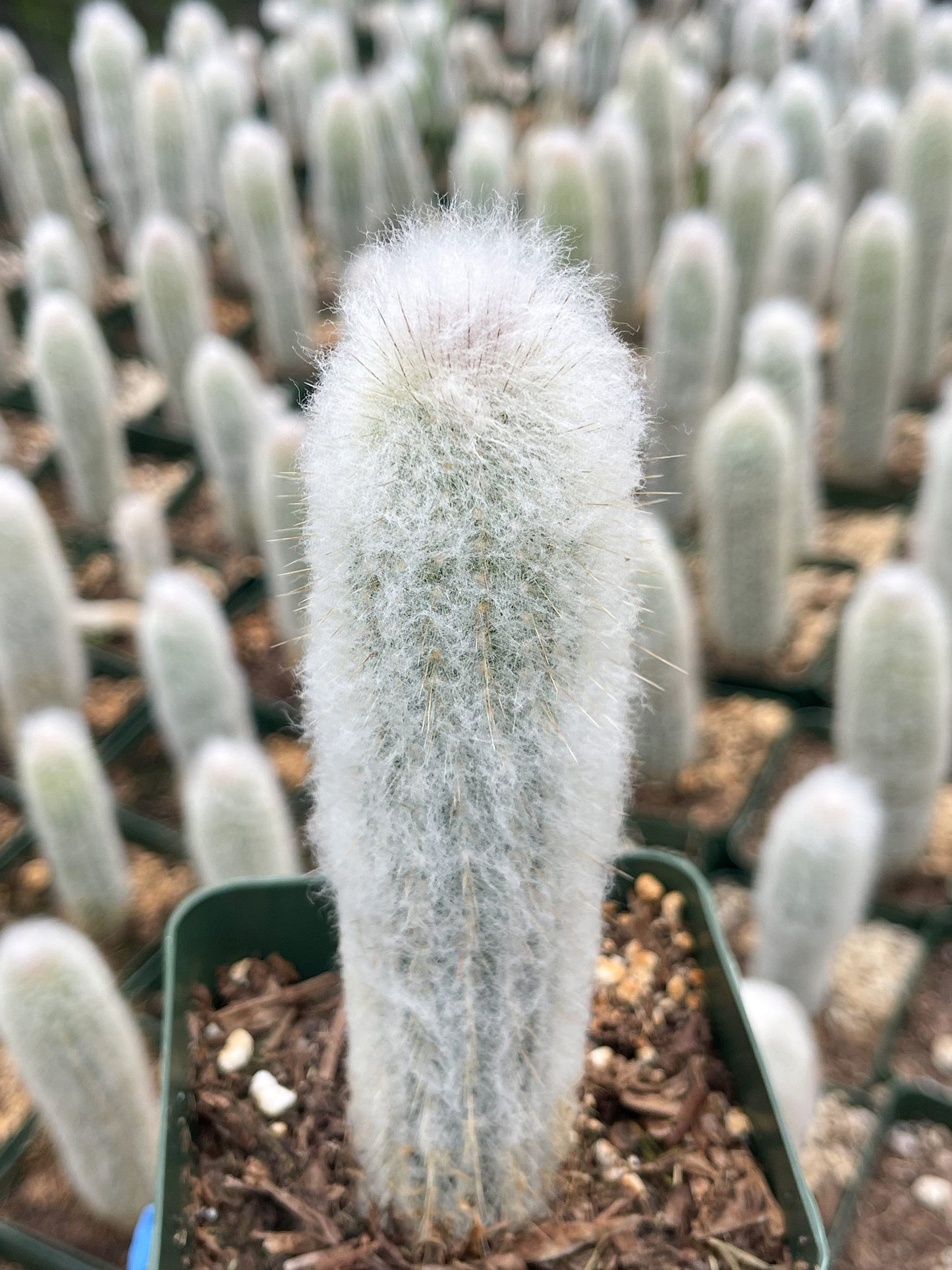 May include: A single white fuzzy cactus with a green stem in a green pot with brown mulch. The cactus is surrounded by other white fuzzy cacti in green pots with brown mulch.