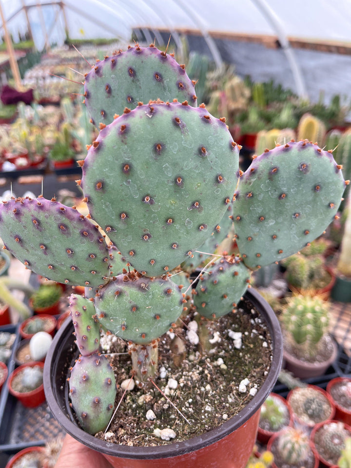 Opuntia “baby rita” | prickly pear cactus | Santa Rita Prickly Pear Cactus | Purple Cactus