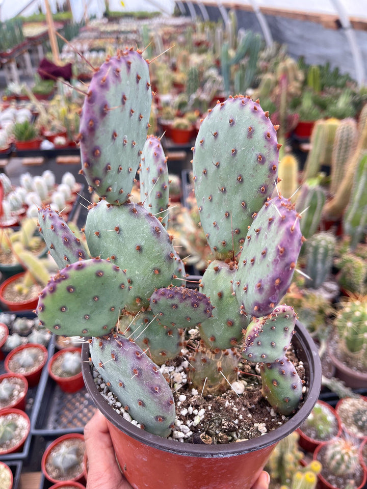 Opuntia “baby rita” | prickly pear cactus | Santa Rita Prickly Pear Cactus | Purple Cactus