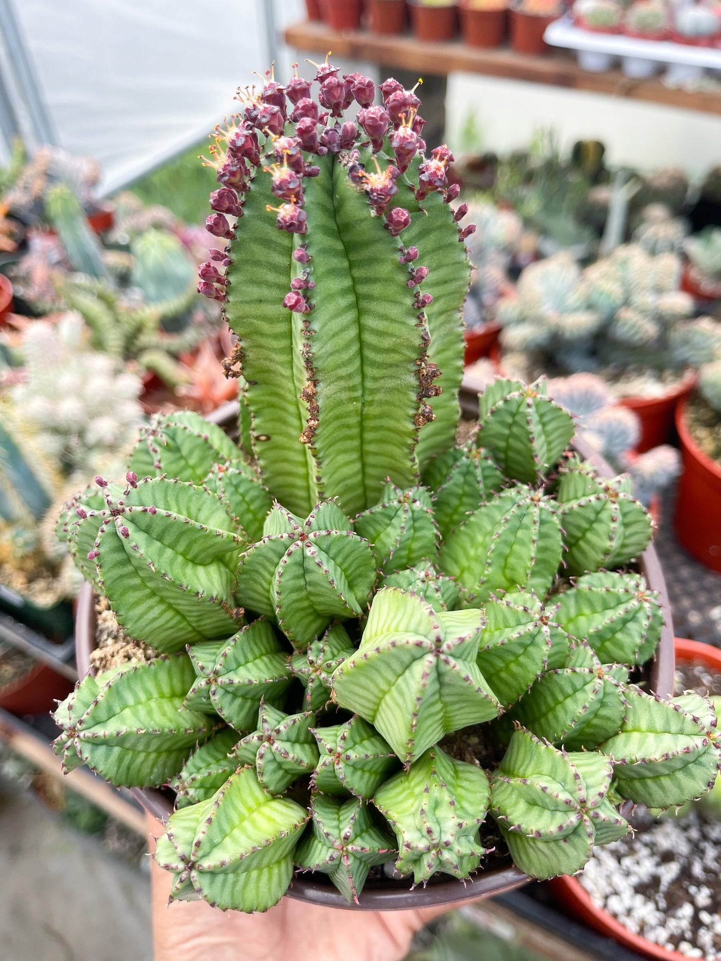 Tanzania Zipper Euphorbia Anoplia | Cactus with Pups | Rare Cactus