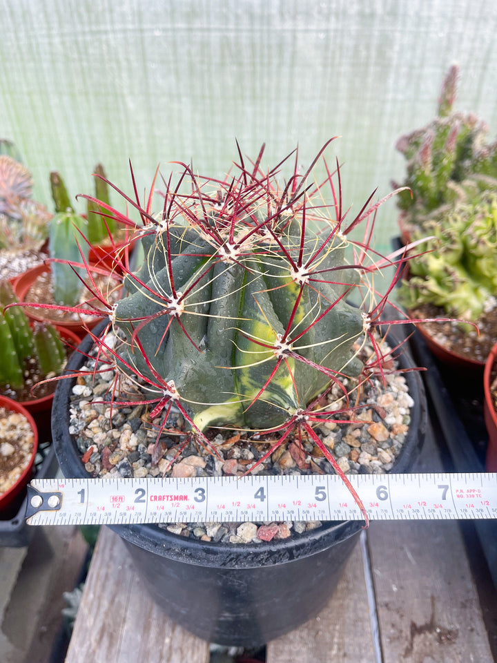 Variegated Ferocactus gracilis coloratus | Red Barrel Cactus | Rare Cactus | Live Plant