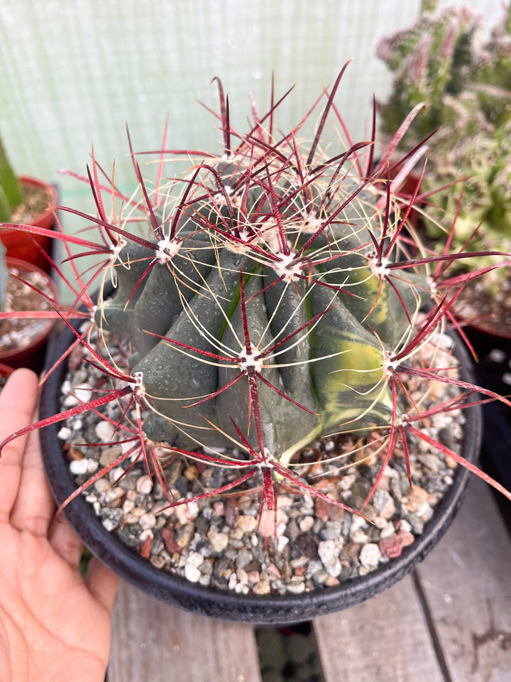 Variegated Ferocactus gracilis coloratus | Red Barrel Cactus | Rare Cactus | Live Plant