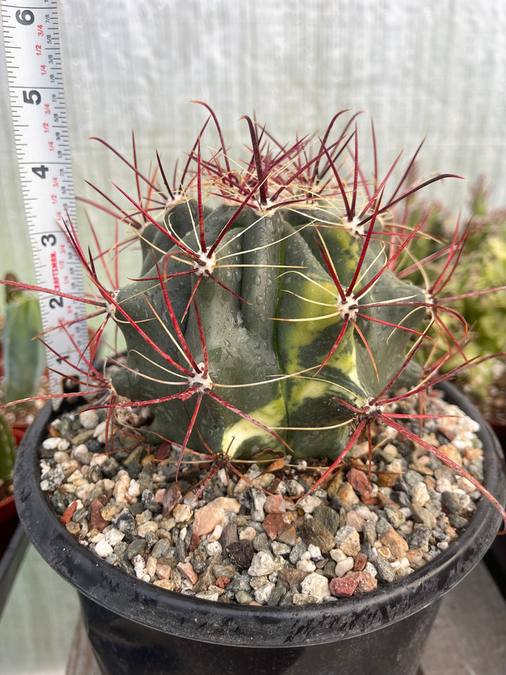 Variegated Ferocactus gracilis coloratus | Red Barrel Cactus | Rare Cactus | Live Plant