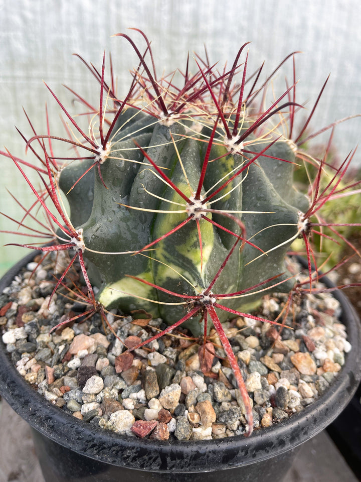 Variegated Ferocactus gracilis coloratus | Red Barrel Cactus | Rare Cactus | Live Plant