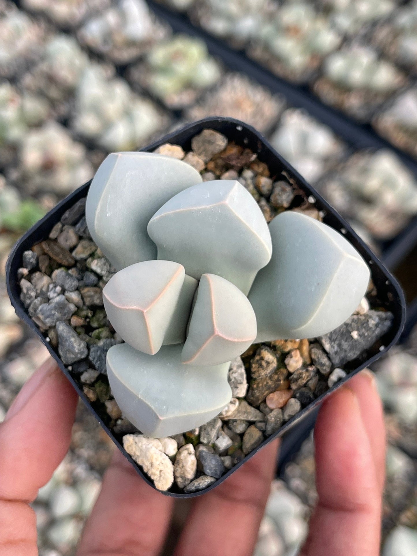 Lapidaria margaretae | Split Rock Succulent Plants | Live Karoo Rose | Rare Plant