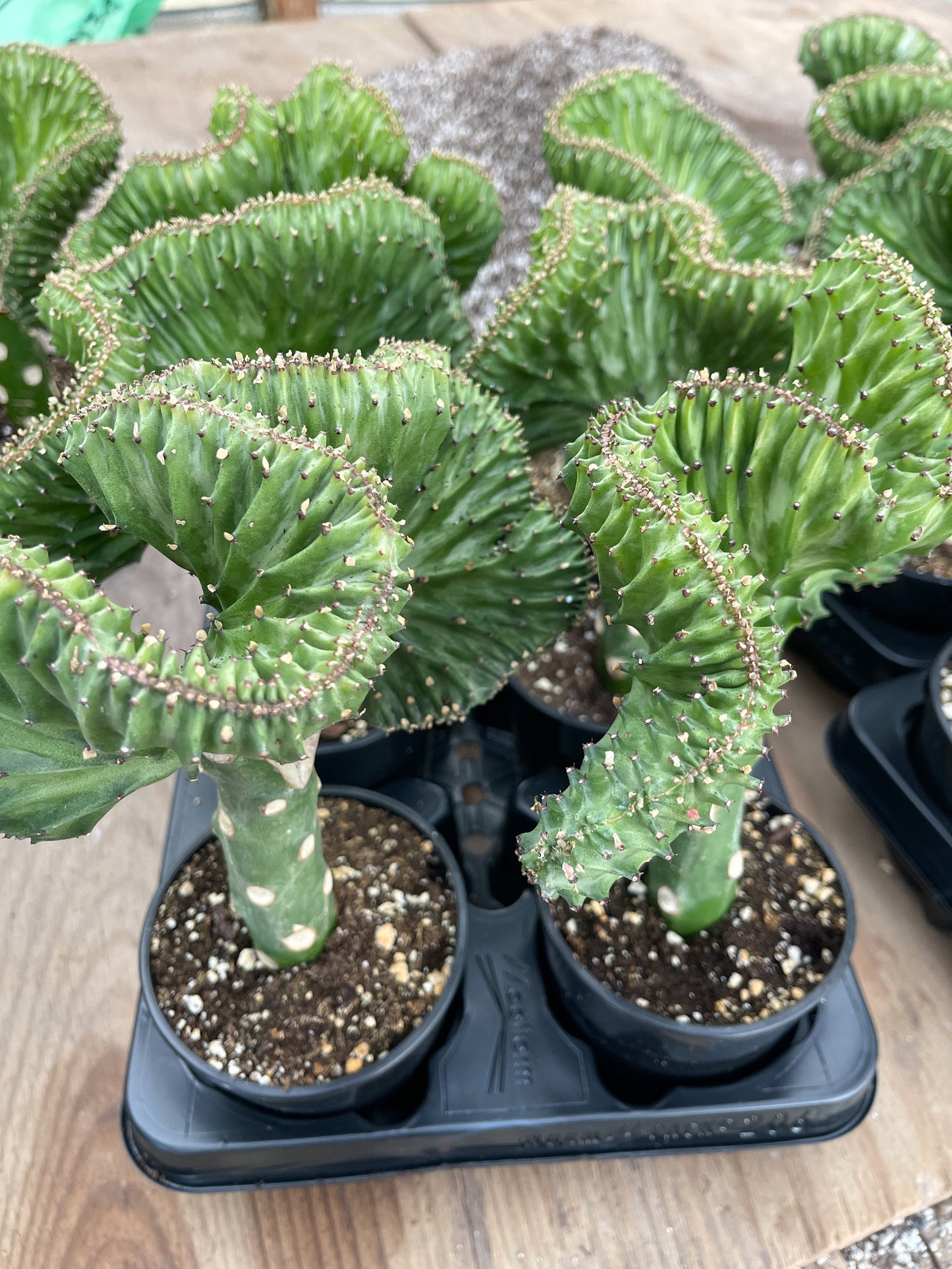 Coral Cactus | Rare Cactus | Graft Cactus