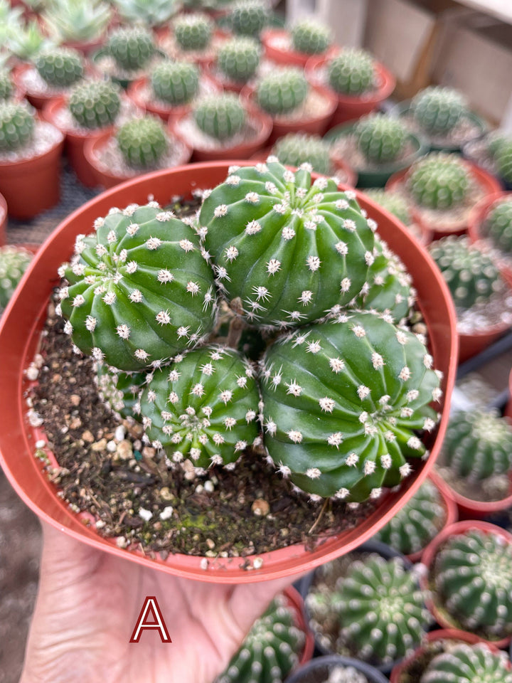 Variegated Echinopsis | Live Cactus | Live Plant