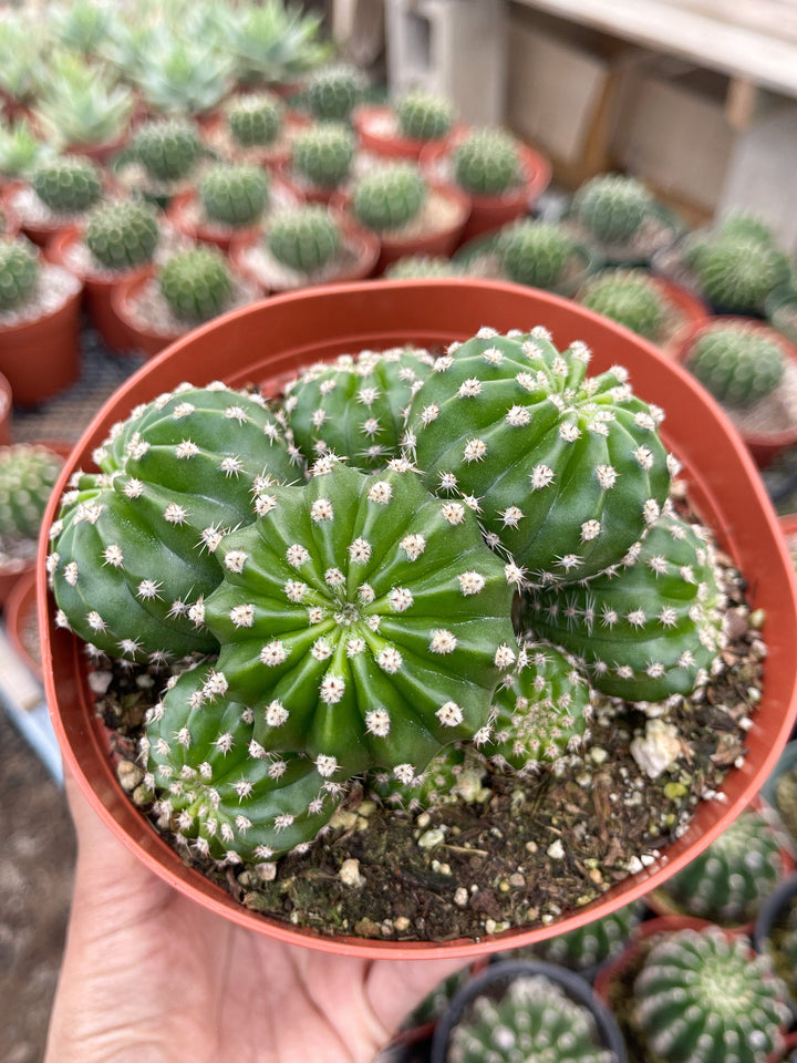 Variegated Echinopsis | Live Cactus | Live Plant