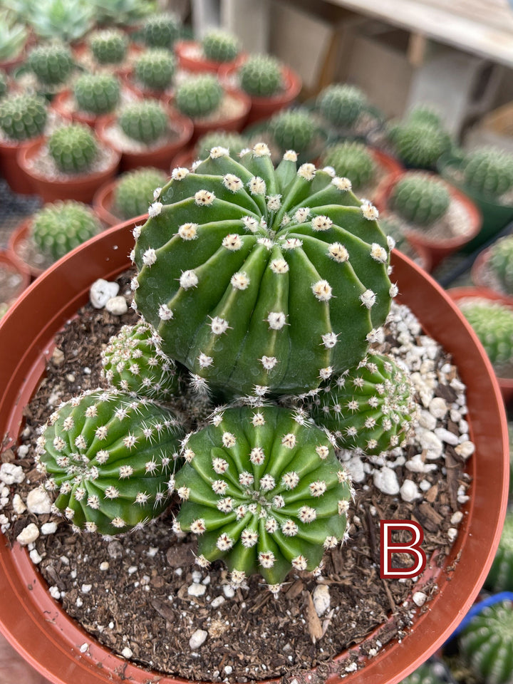 Variegated Echinopsis | Live Cactus | Live Plant