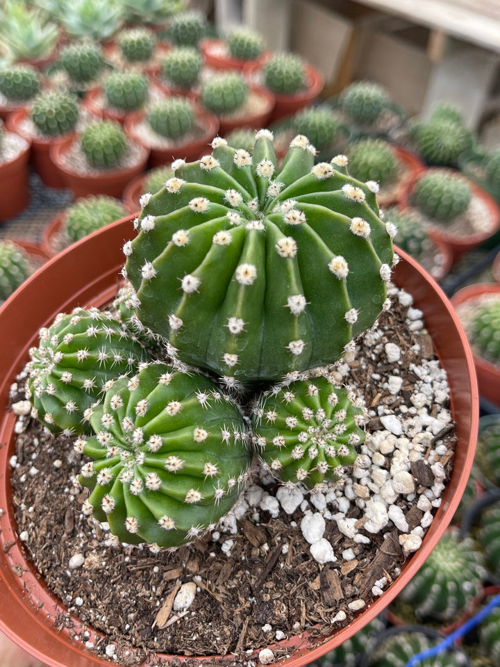 Variegated Echinopsis | Live Cactus | Live Plant