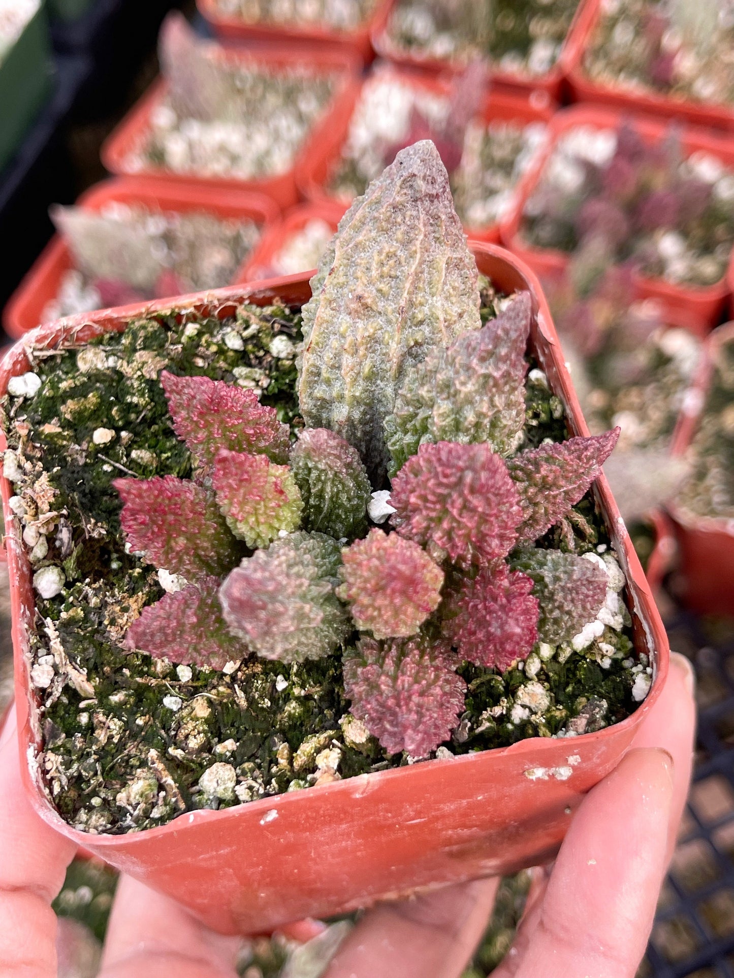 Adromischus herrei | Adromischus Marianae Herrei | Rare Succulents | Live Succulent