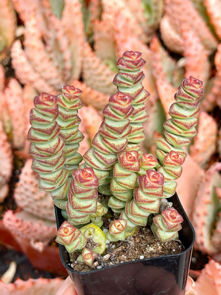 baby's necklace succulent Crassula Baby Necklace