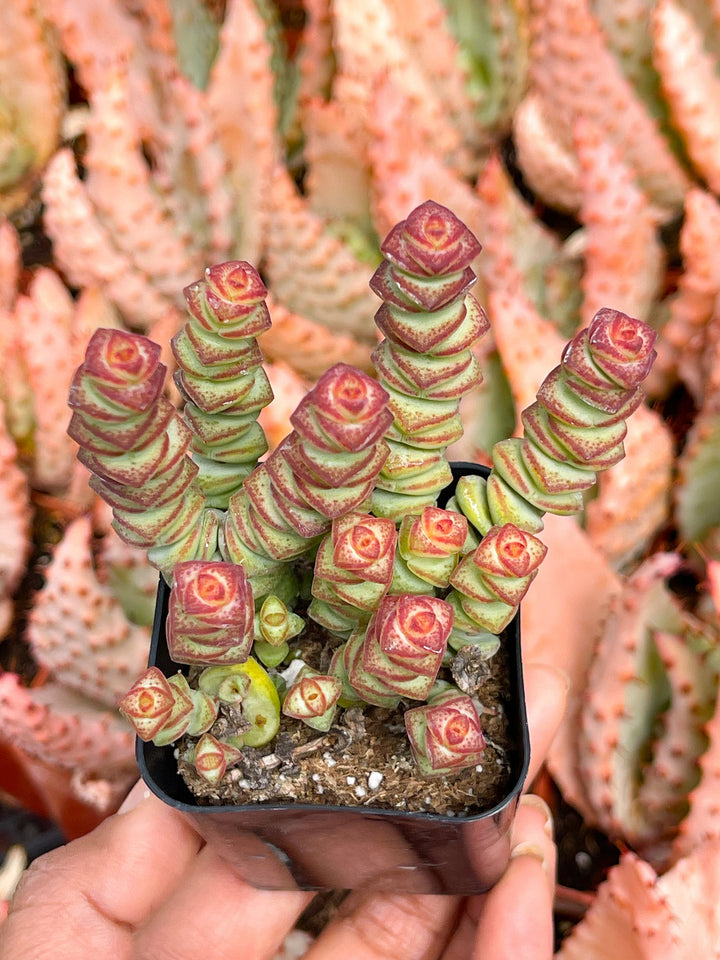 baby necklace succulent Crassula Baby Necklace
