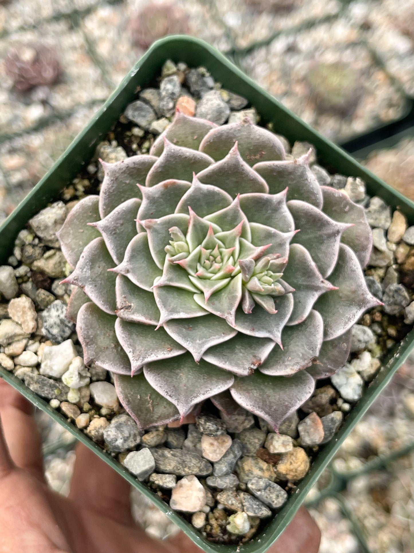 3.5” Graptopetalum Tacitus Bellus Super Star | Live Succulent