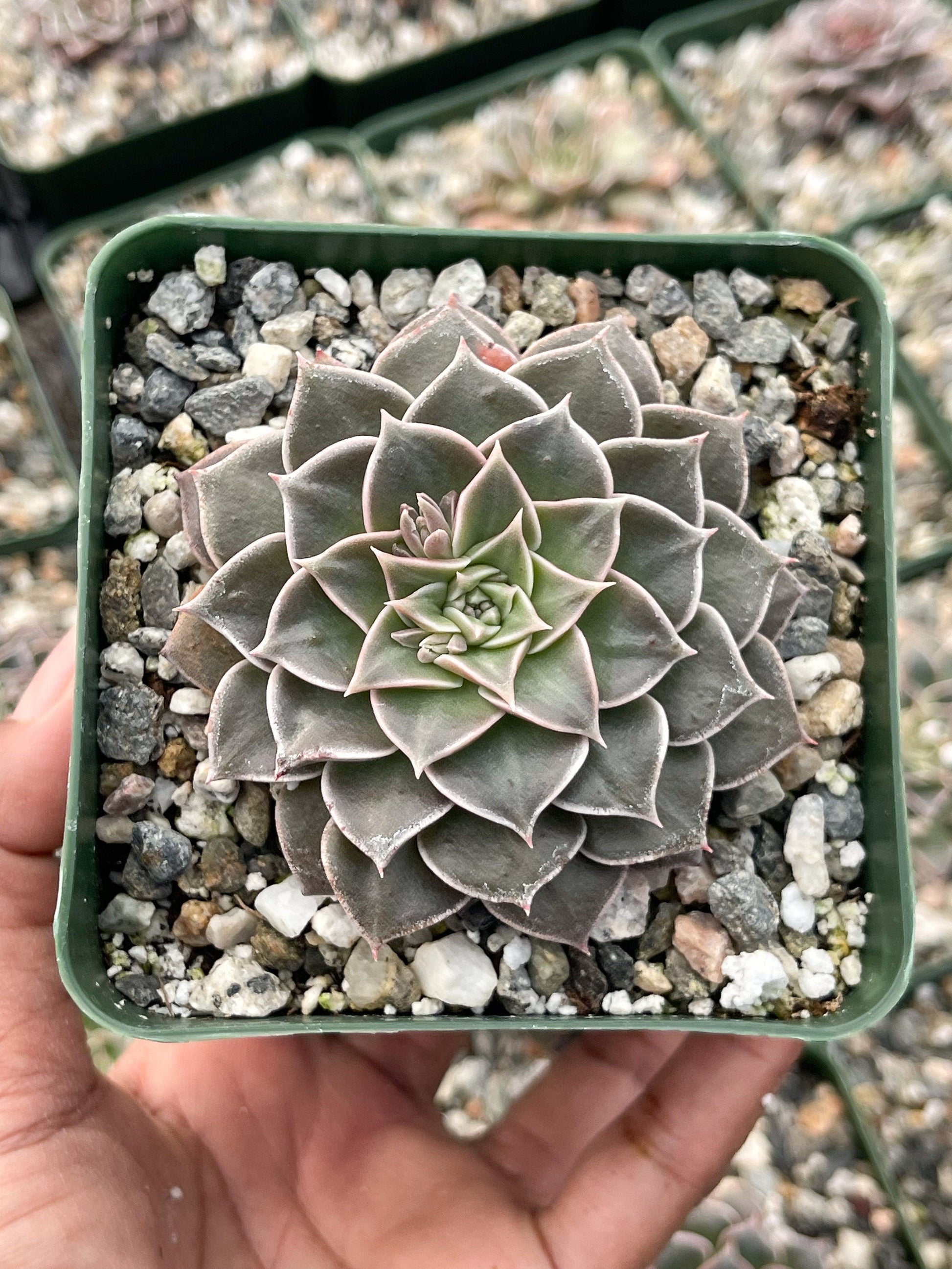 3.5” Graptopetalum Tacitus Bellus Super Star | Live Succulent