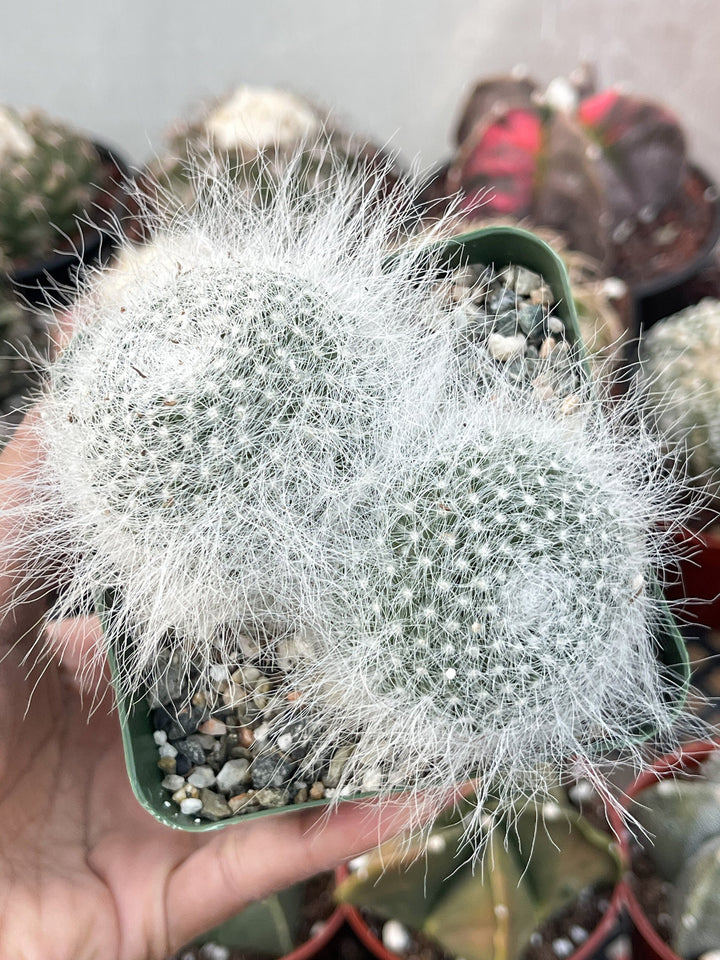 3.5” Mammilliaria Hahniana Cactus | Old Lady Cactus.