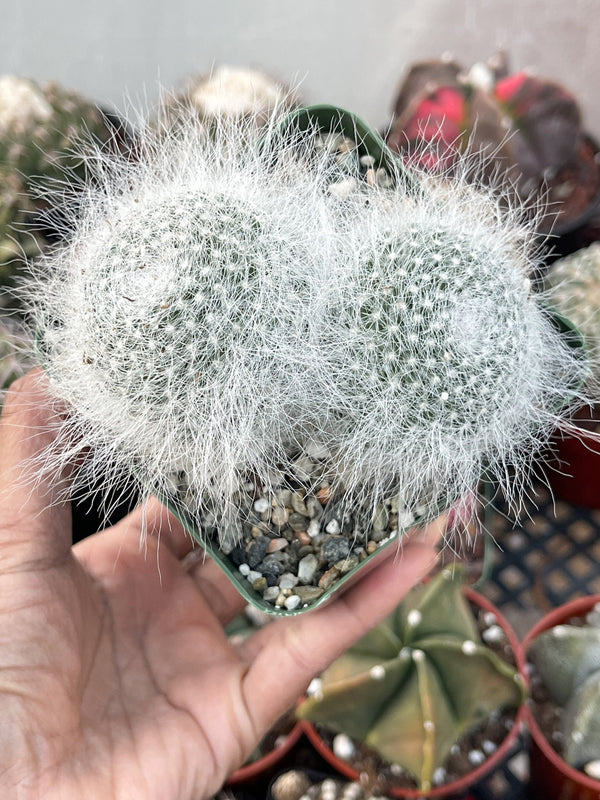 3.5” Mammilliaria Hahniana Cactus | Old Lady Cactus.