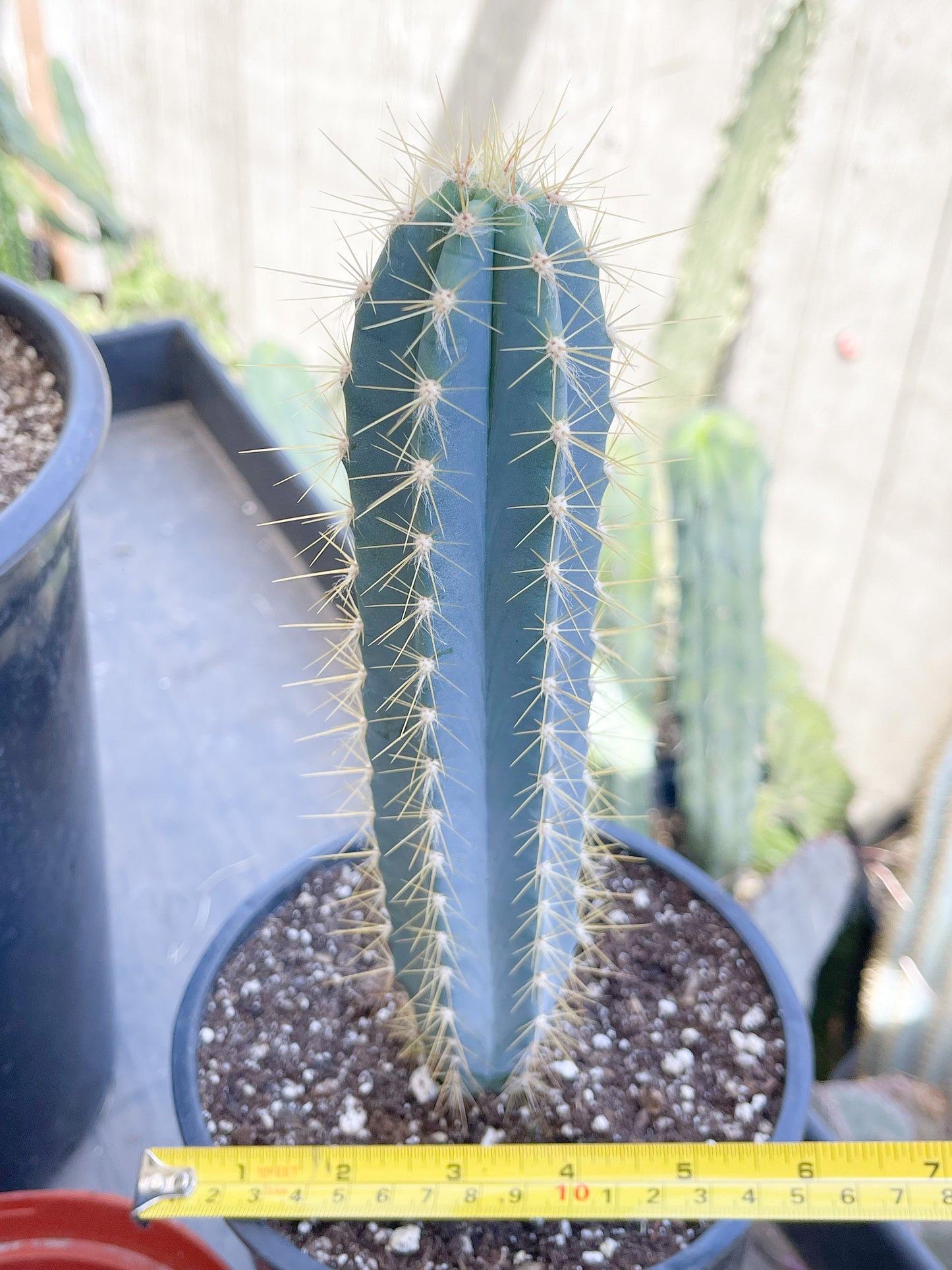 Blue Torch, Pilosocereus Azureus | Blue Cactus