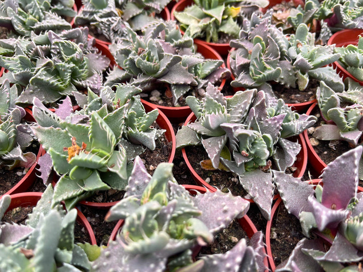 Faucaria Tuberculosa Clusters | Tiger Jaws | Shark’s Jaw | Succulent