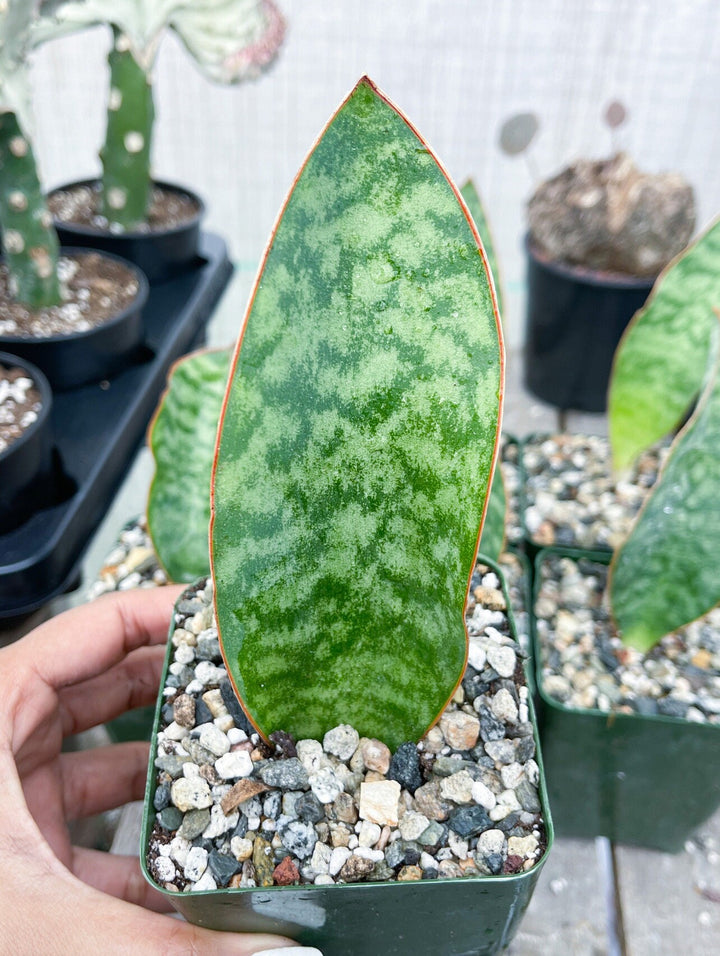 Sansevieria Whale Fin | Sansevieria Masoniana | Snake Plant | Live Plant