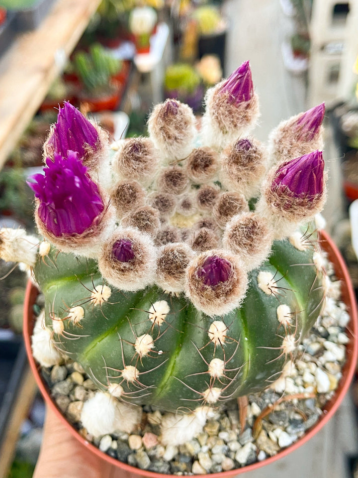 Notocactus Ubelmanianus | Live Plant | Live Cactus