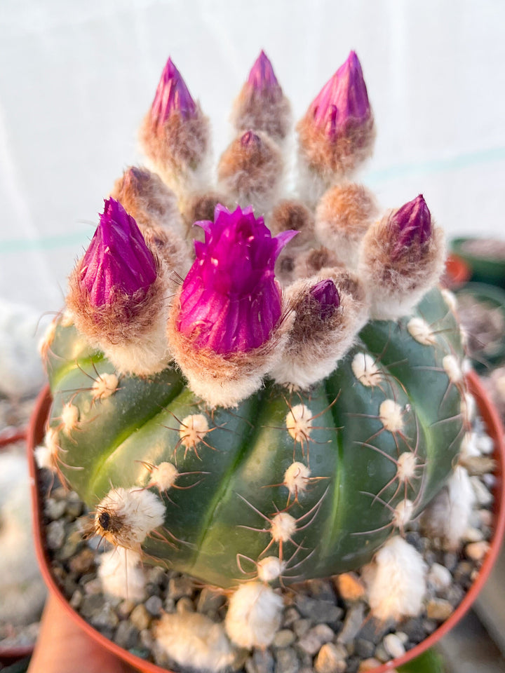 Notocactus Ubelmanianus | Live Plant | Live Cactus