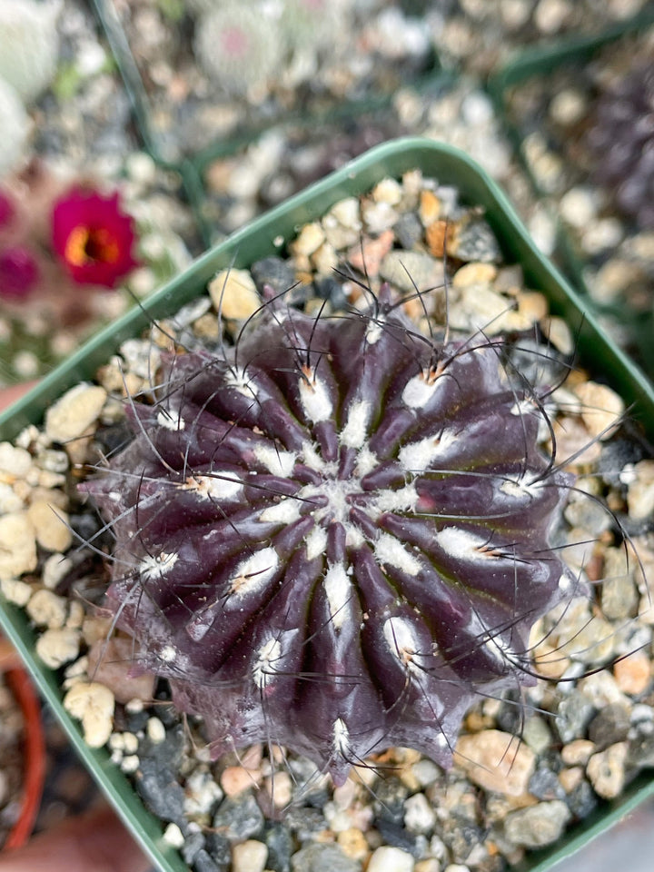 3.5” Neochilenia Huascensis | Rare Cactus | Live cactus | Purple Cactus