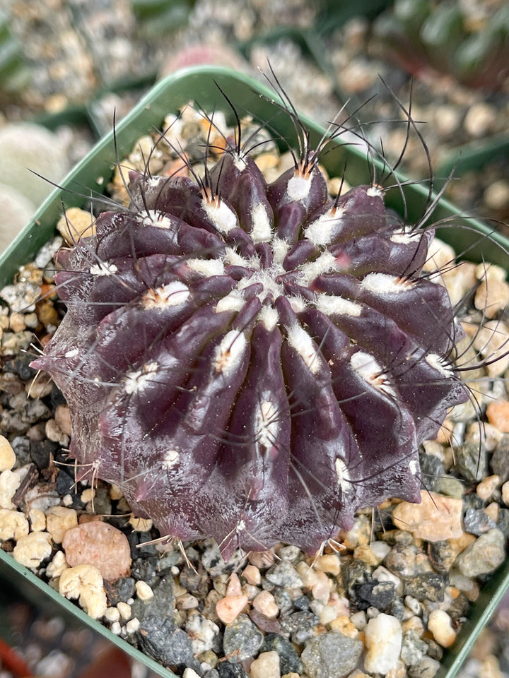 3.5” Neochilenia Huascensis | Rare Cactus | Live cactus | Purple Cactus