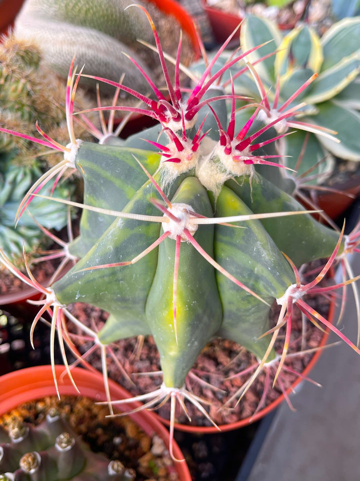 Variegated Ferocactus gracilis coloratus | Rare Cactus | Live Plant