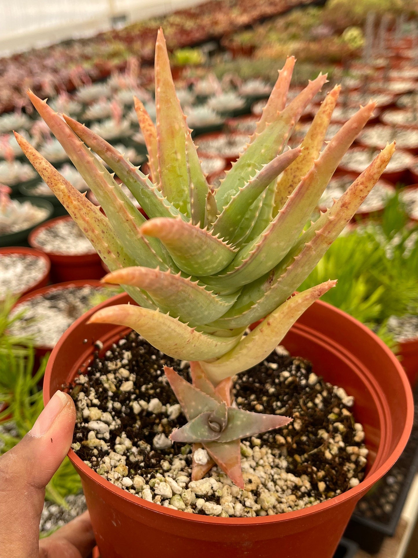 6” Aloe I Tall Form | Live Succulent | Live Plant