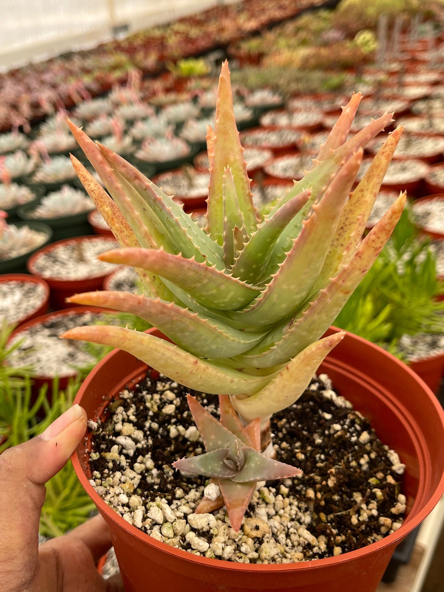 6” Aloe I Tall Form | Live Succulent | Live Plant