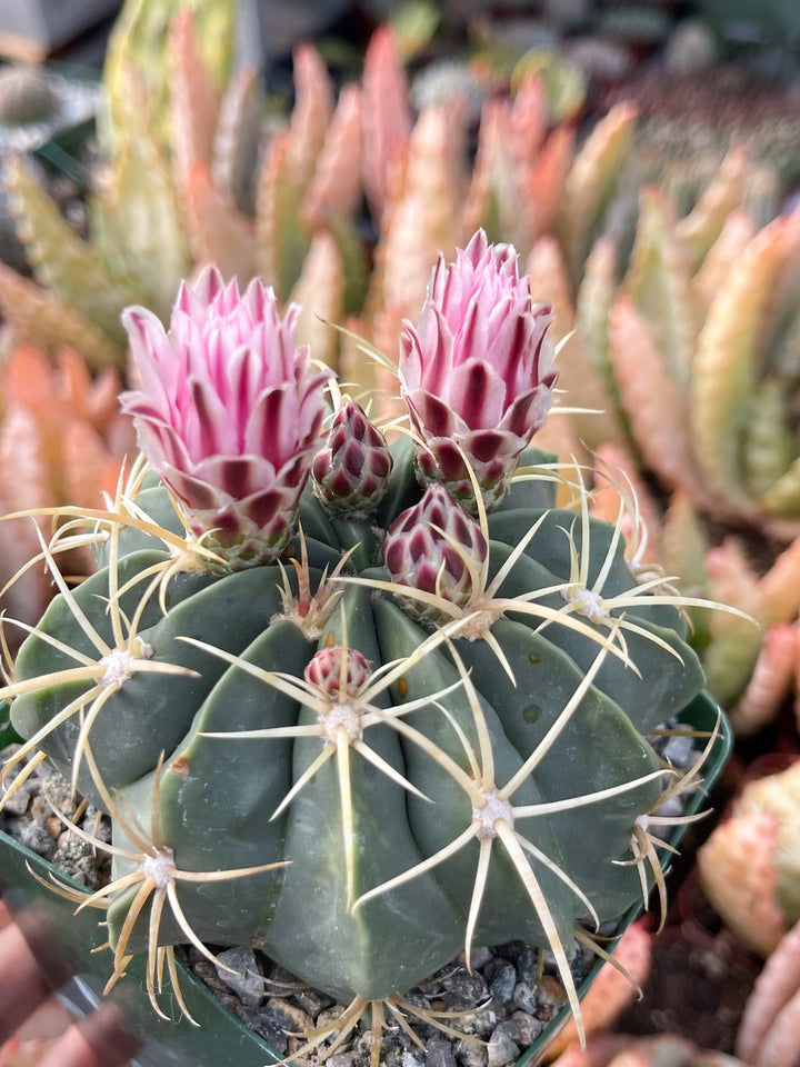 3.5” Ferocactus gracilis coloratus | Red Barrel Cactus | Rare Cactus | Live Plant