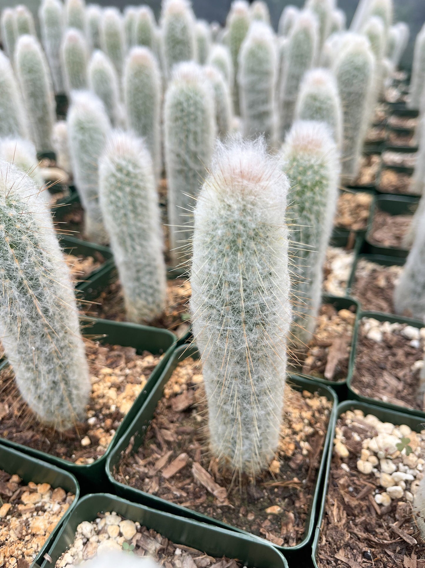 May include: A close-up of a group of small, white, fuzzy cactus plants in green pots. The plants are arranged in rows and are all about the same size. The pots are filled with brown soil and some have small white rocks on top.