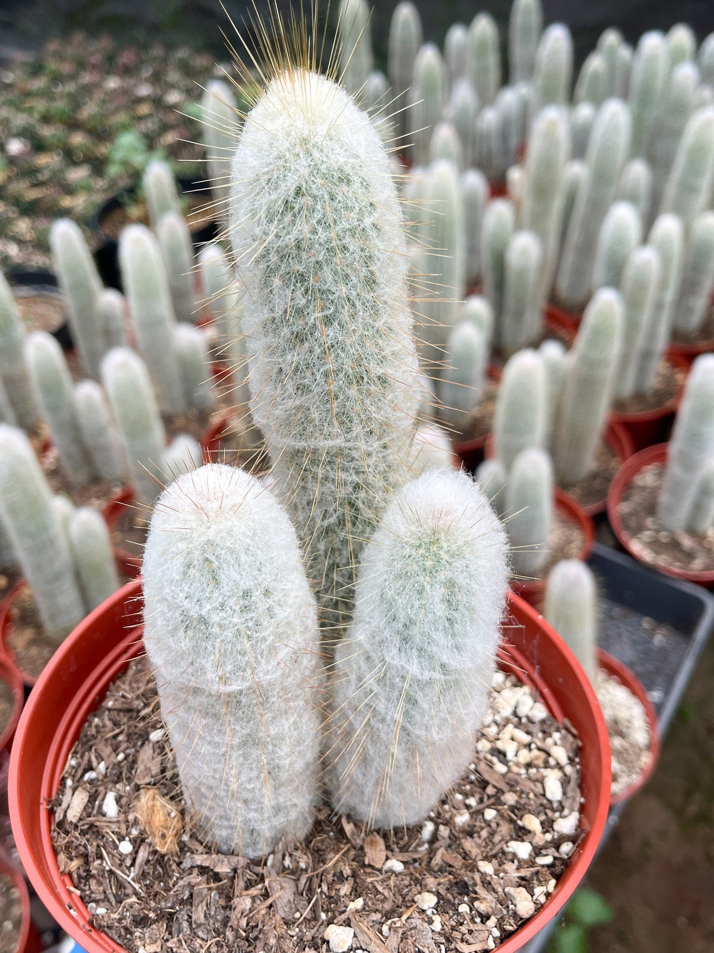 May include: Three white fuzzy cactus plants with brown spines in a red pot with brown soil