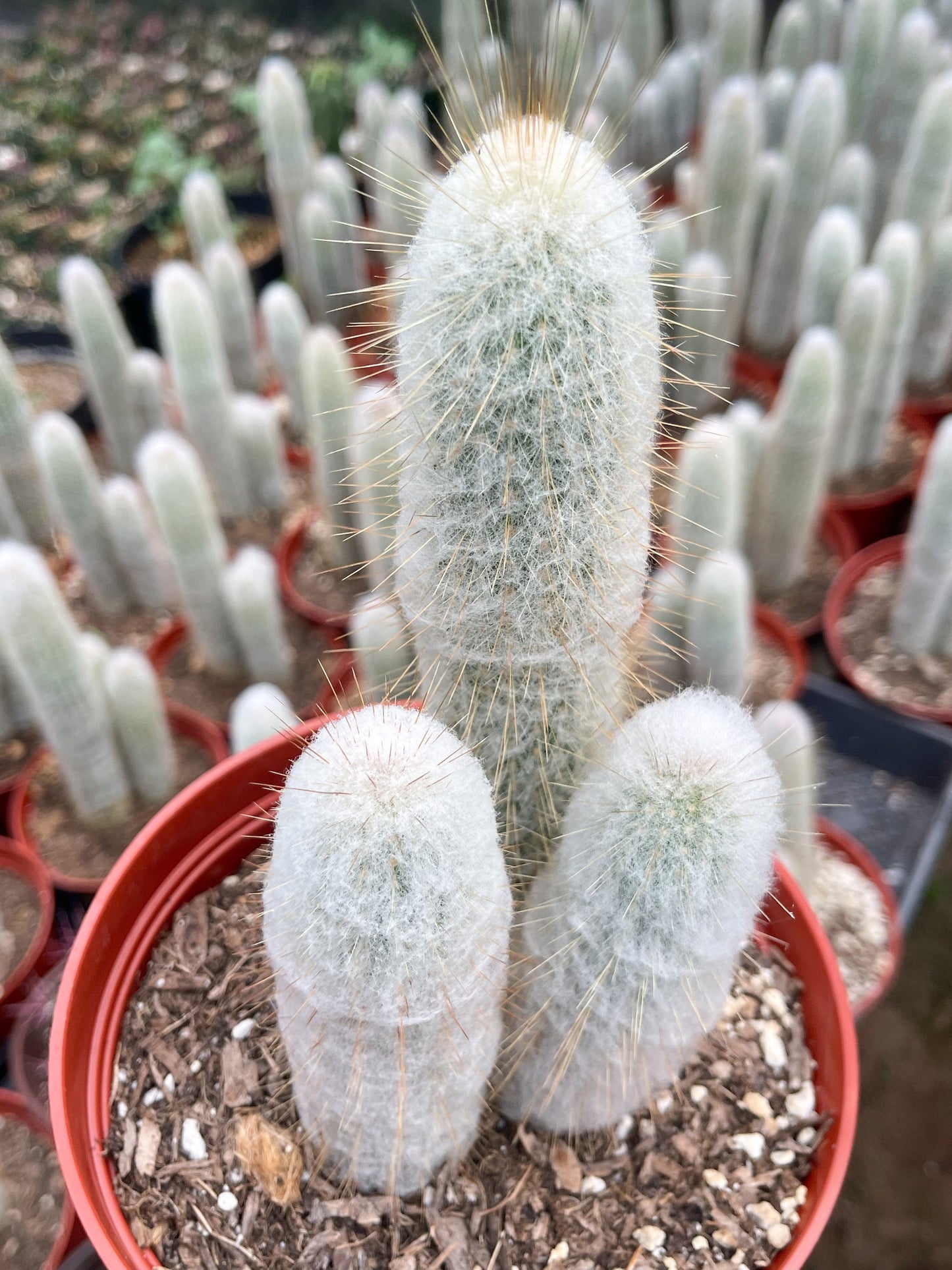 May include: Three white fuzzy cactus plants in a red pot with brown soil. The cactus plants are tall and slender with white spines. The cactus plants are in a close-up view.