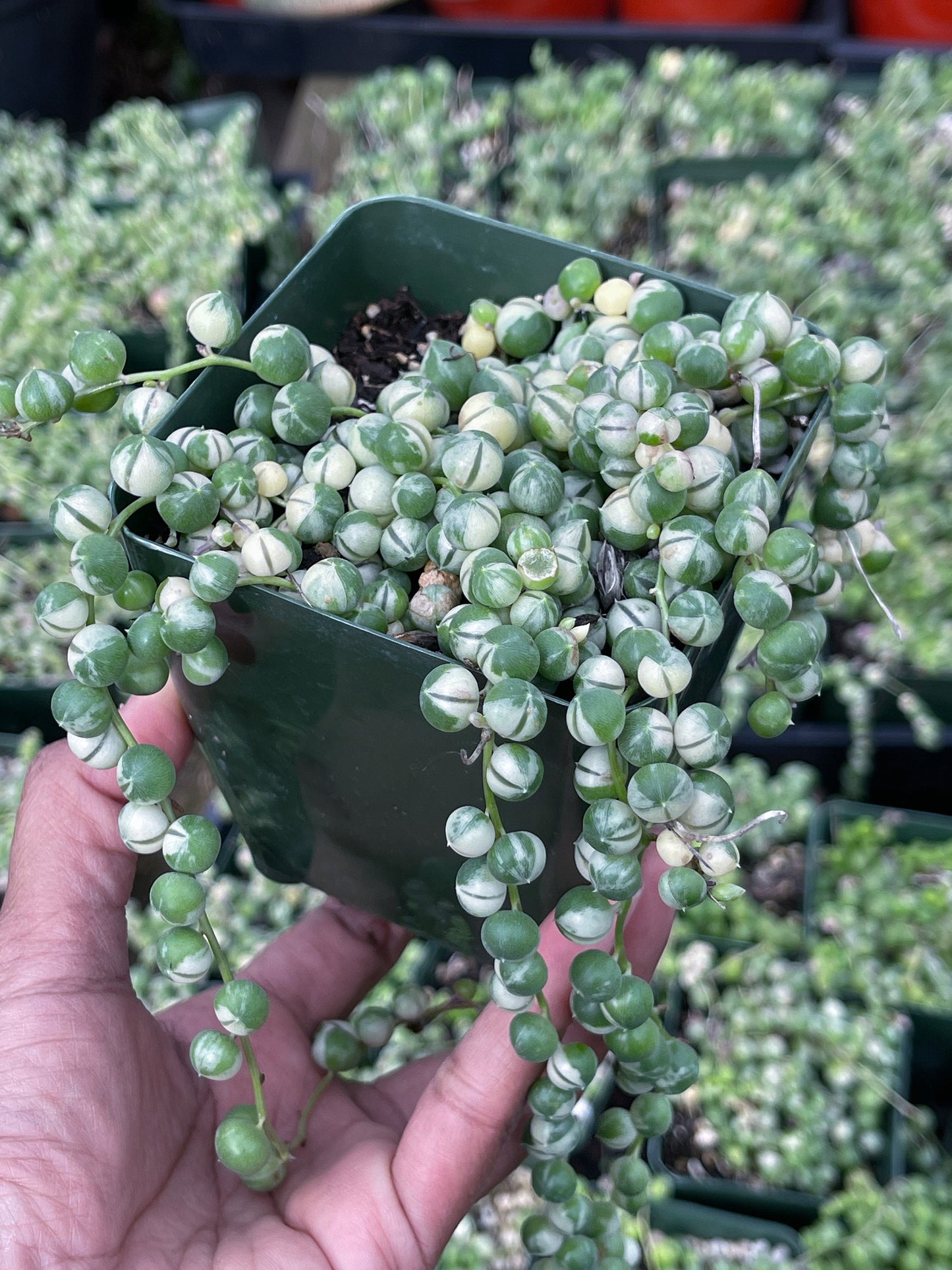 Variegated String of Pearls | String Plants