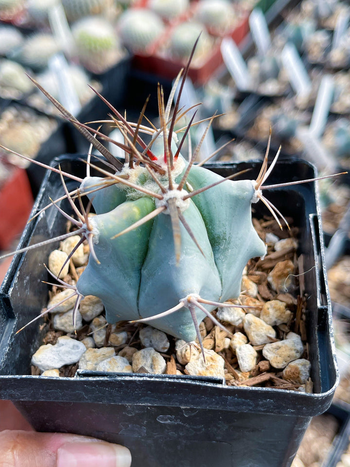 Echinocactus Ingens | Live Plant | Live Cactus