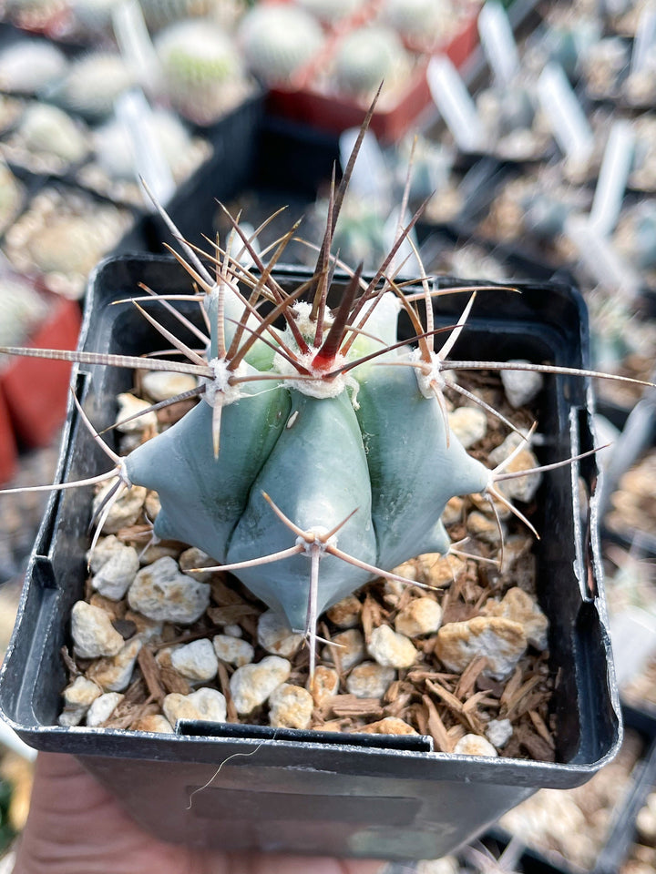 Echinocactus Ingens | Live Plant | Live Cactus