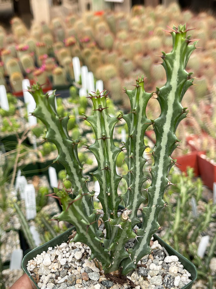 Euphorbia knuthii | Live Plant | Live Cactus