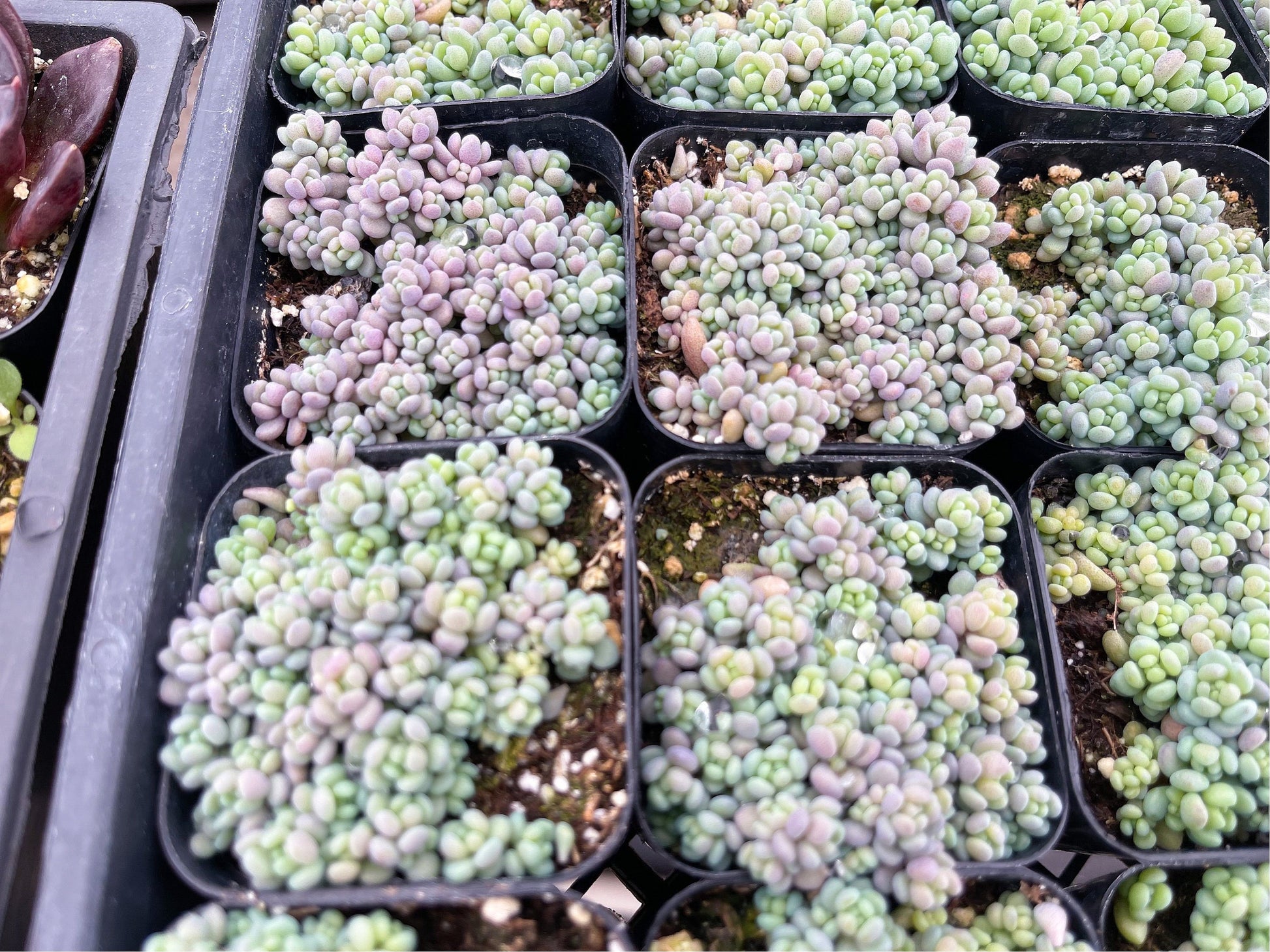 Sedum Dasyphyllum Minor | Corsican Stonecrop | Blue Tears Sedum