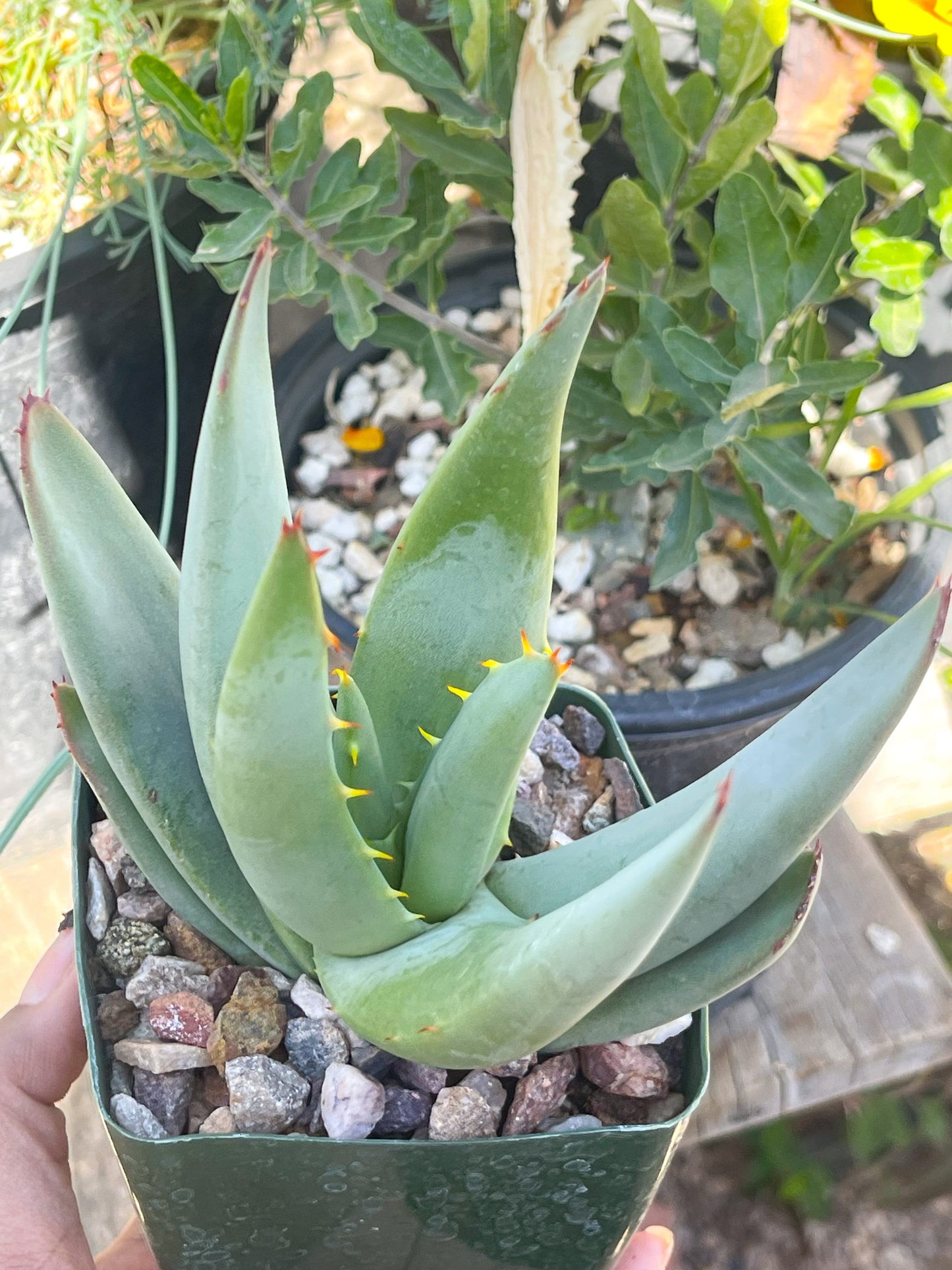 Aloe Falcata | Live Succulent | Live Plant