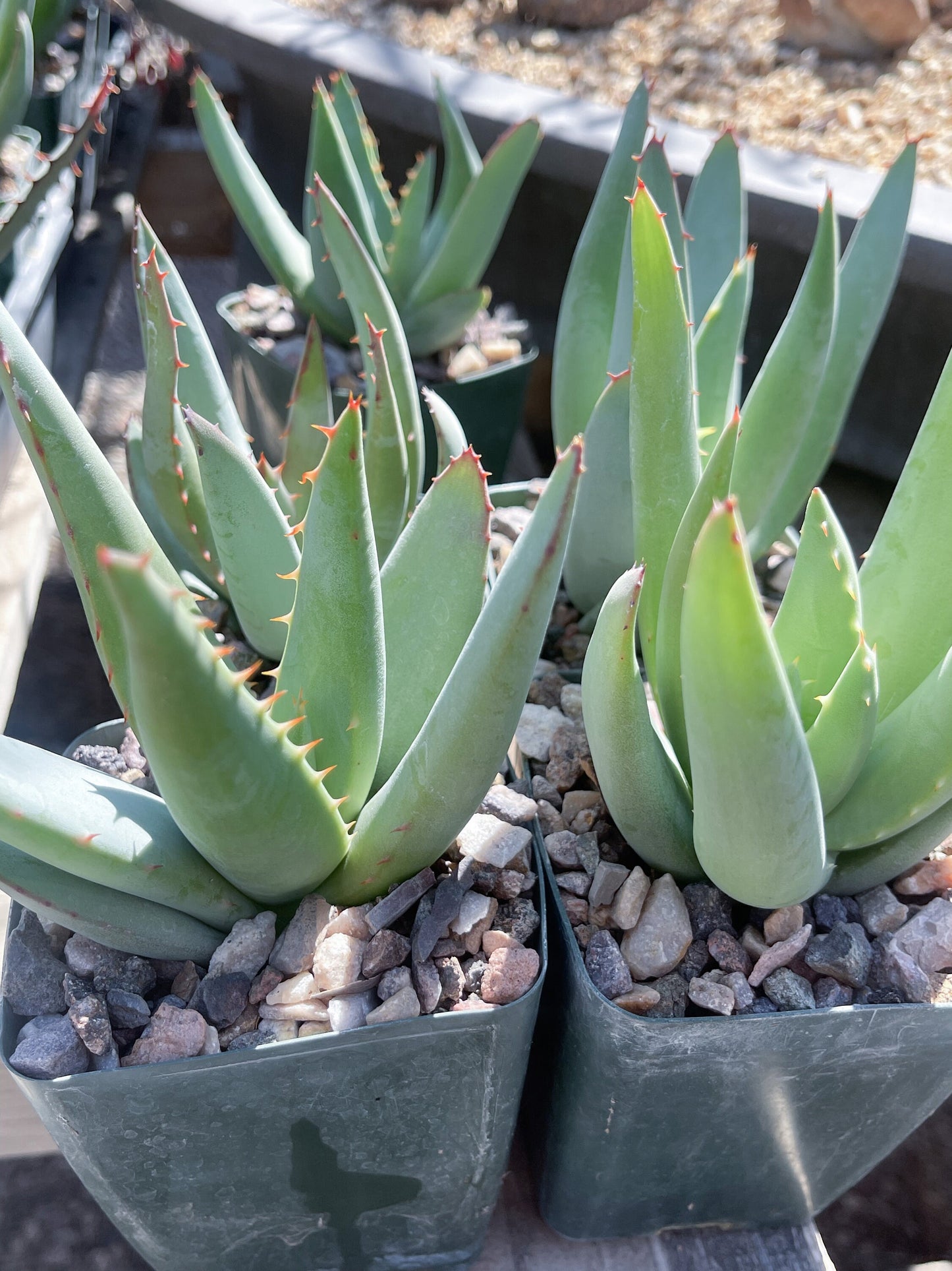 Aloe Falcata | Live Succulent | Live Plant