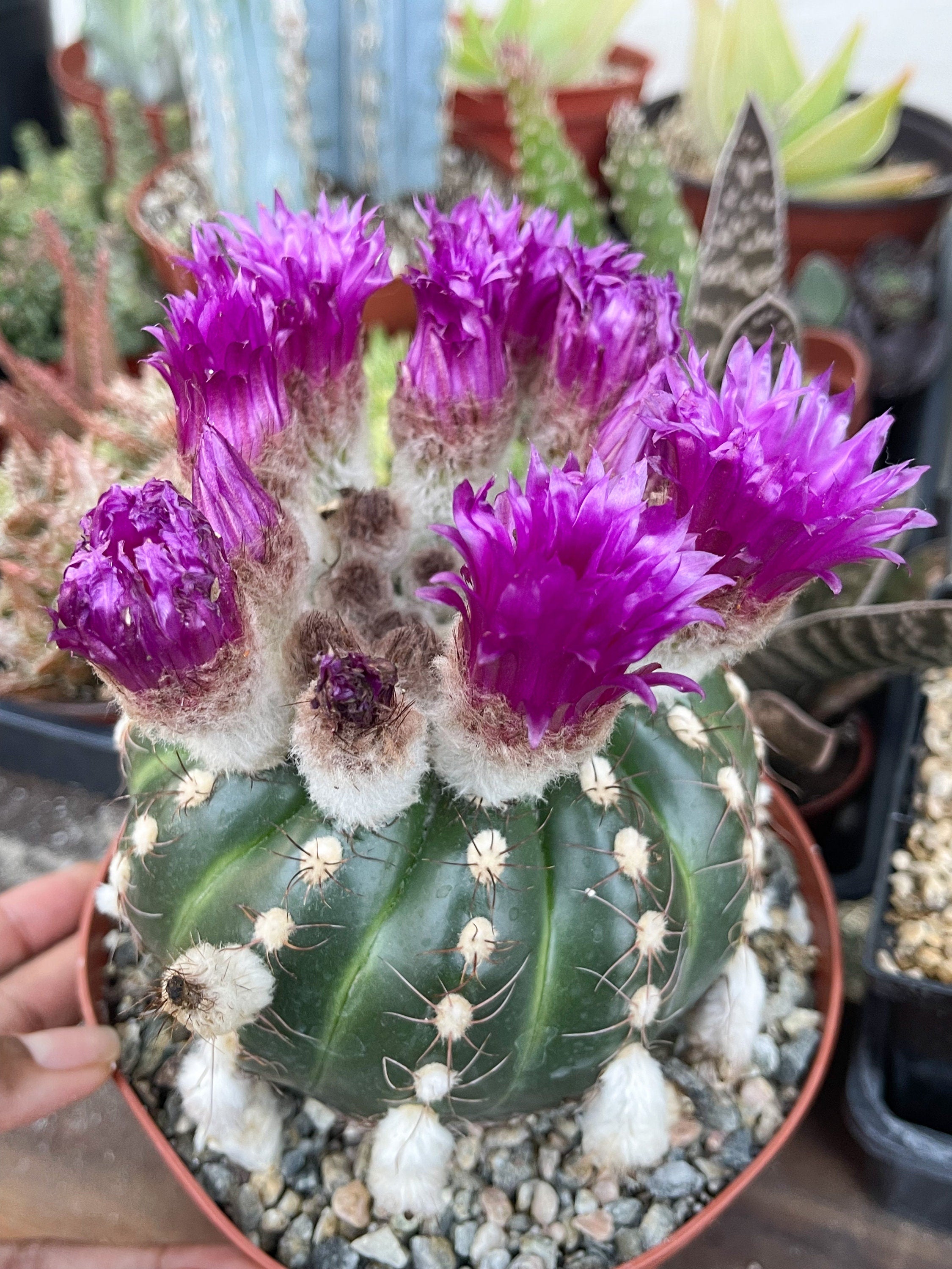 【希少・新芽展開中】P. coronarium 'Lesasha' レサシャ 3 Shop All Product | Indoor, Outdoor & Rare Plants for Sale | Beleaf