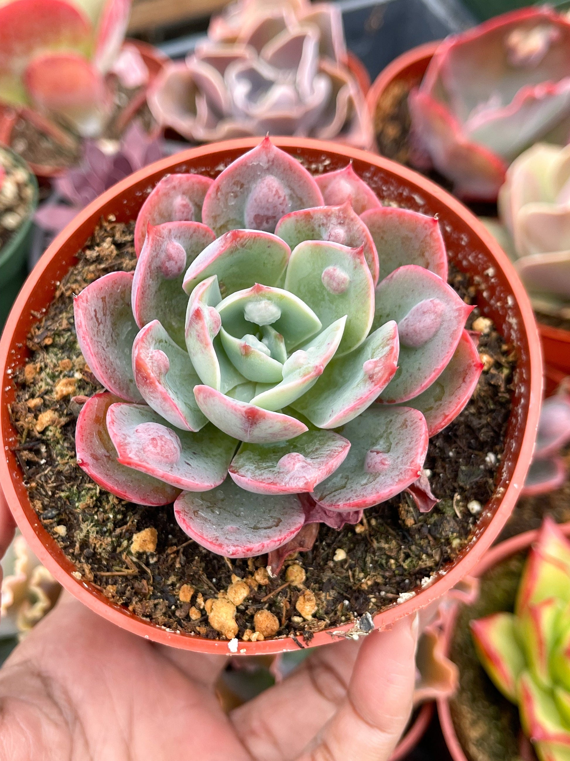 Echeveria Raindrops | Echeveria succulent | Live Plant