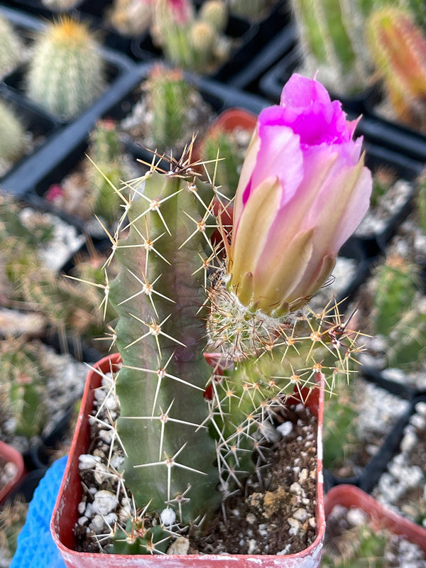 Echinocereus Pentalophus | Live Cactus Plant