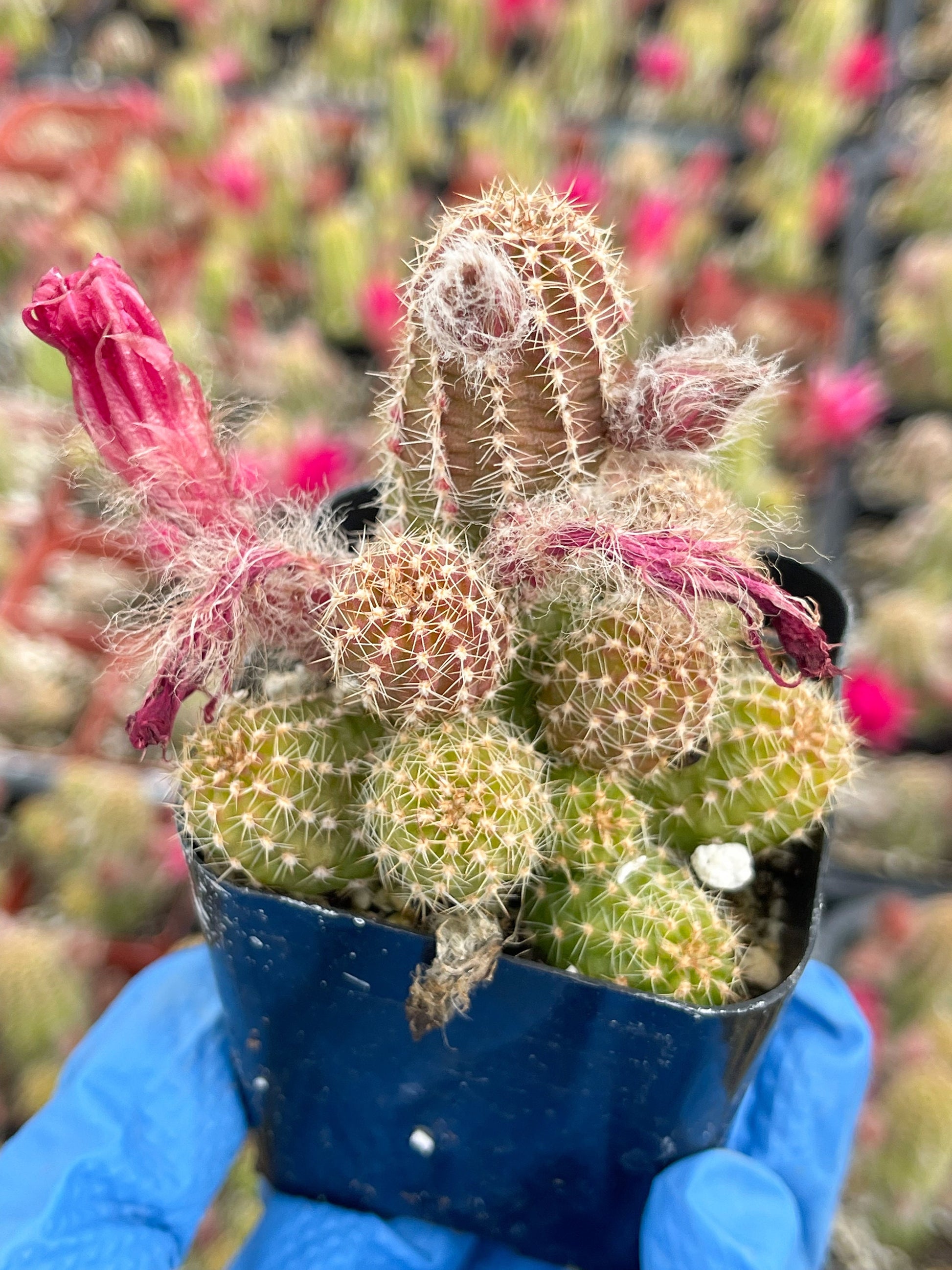 Peanut Cactus Echinopsis Chamaecereus | Live Cactus