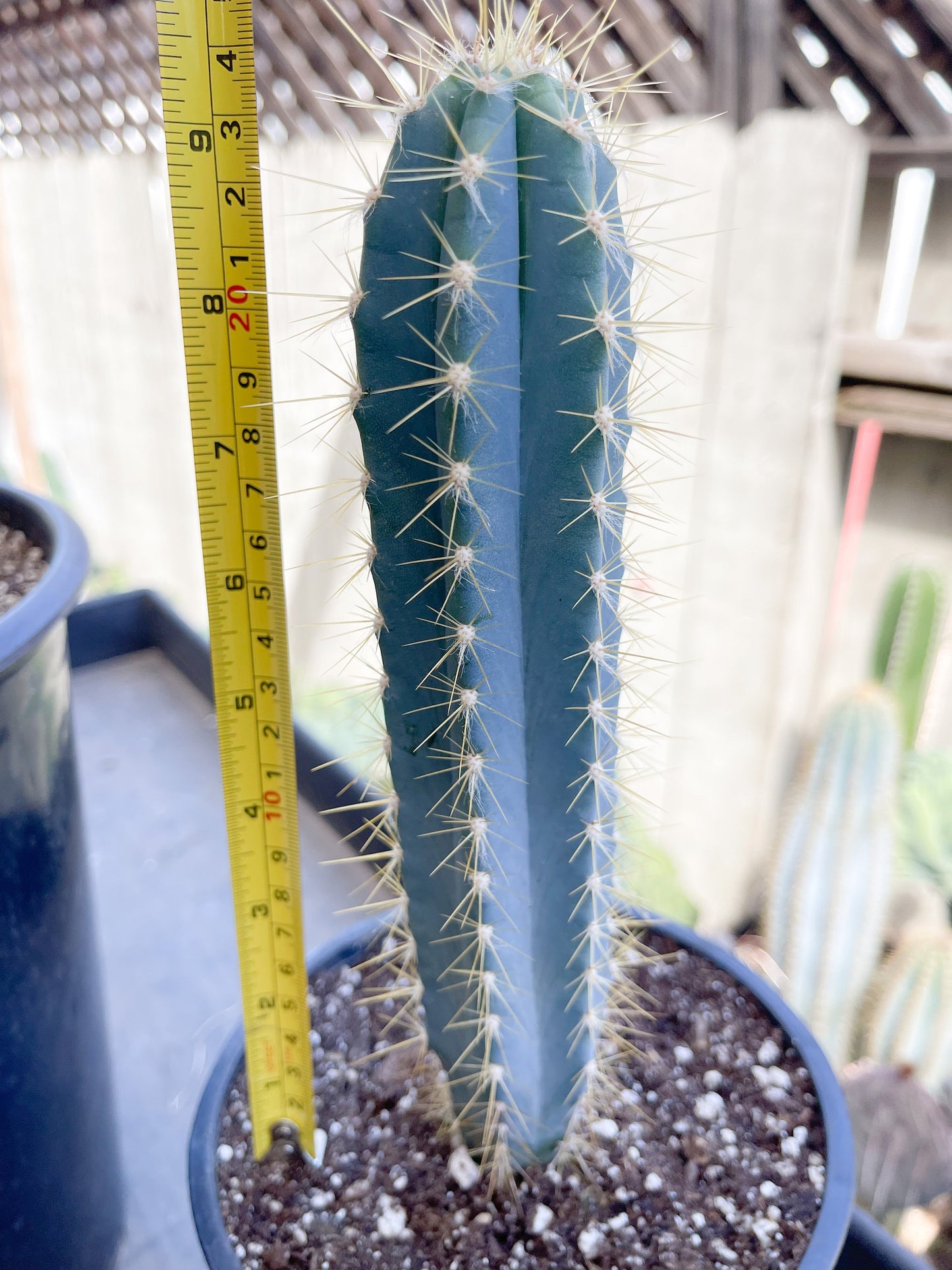 Blue Torch, Pilosocereus Azureus | Blue Cactus