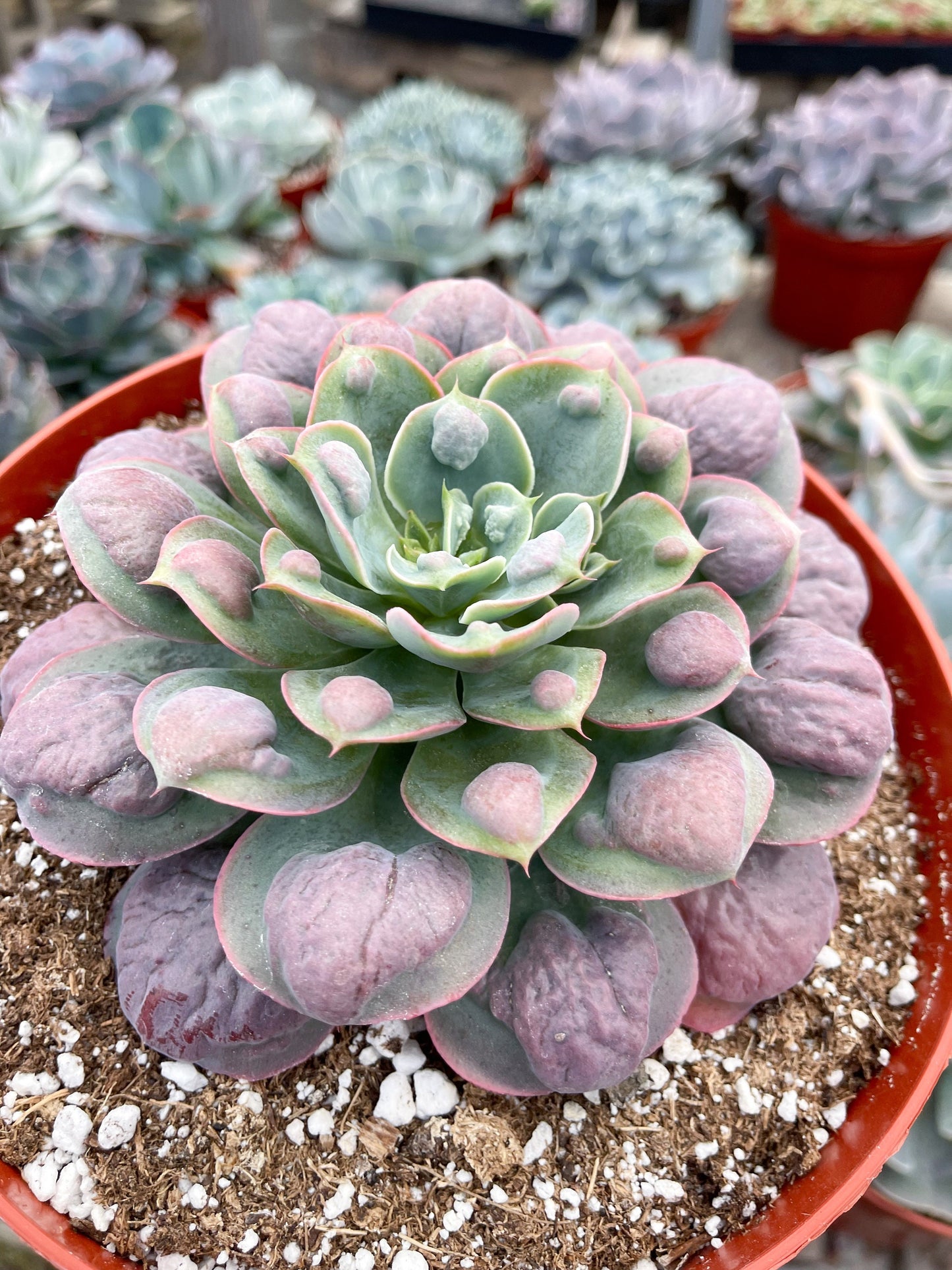 Echeveria Raindrops | Echeveria succulent | Live Plant