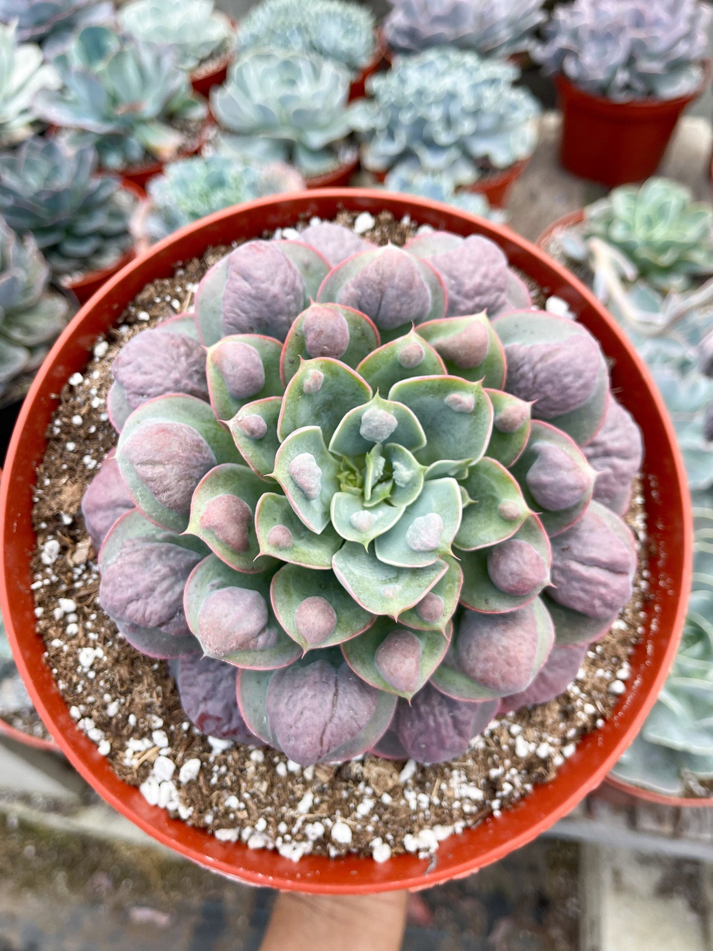 Echeveria Raindrops | Echeveria succulent | Live Plant