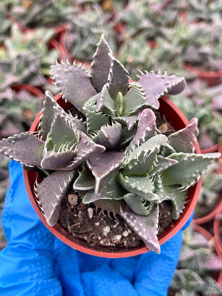 Faucaria Tuberculosa Clusters | Tiger Jaws | Shark’s Jaw | Succulent